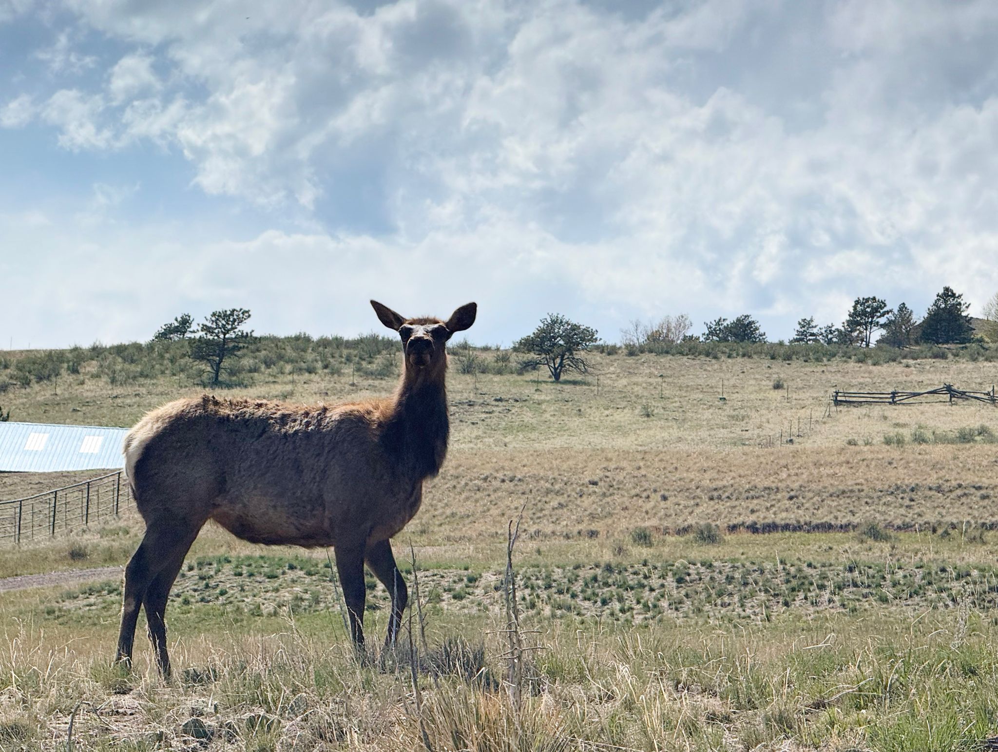Full size image for Stove Prairie 200km