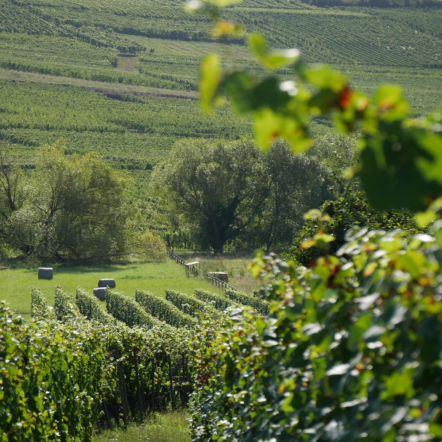 Full size image for Alsace