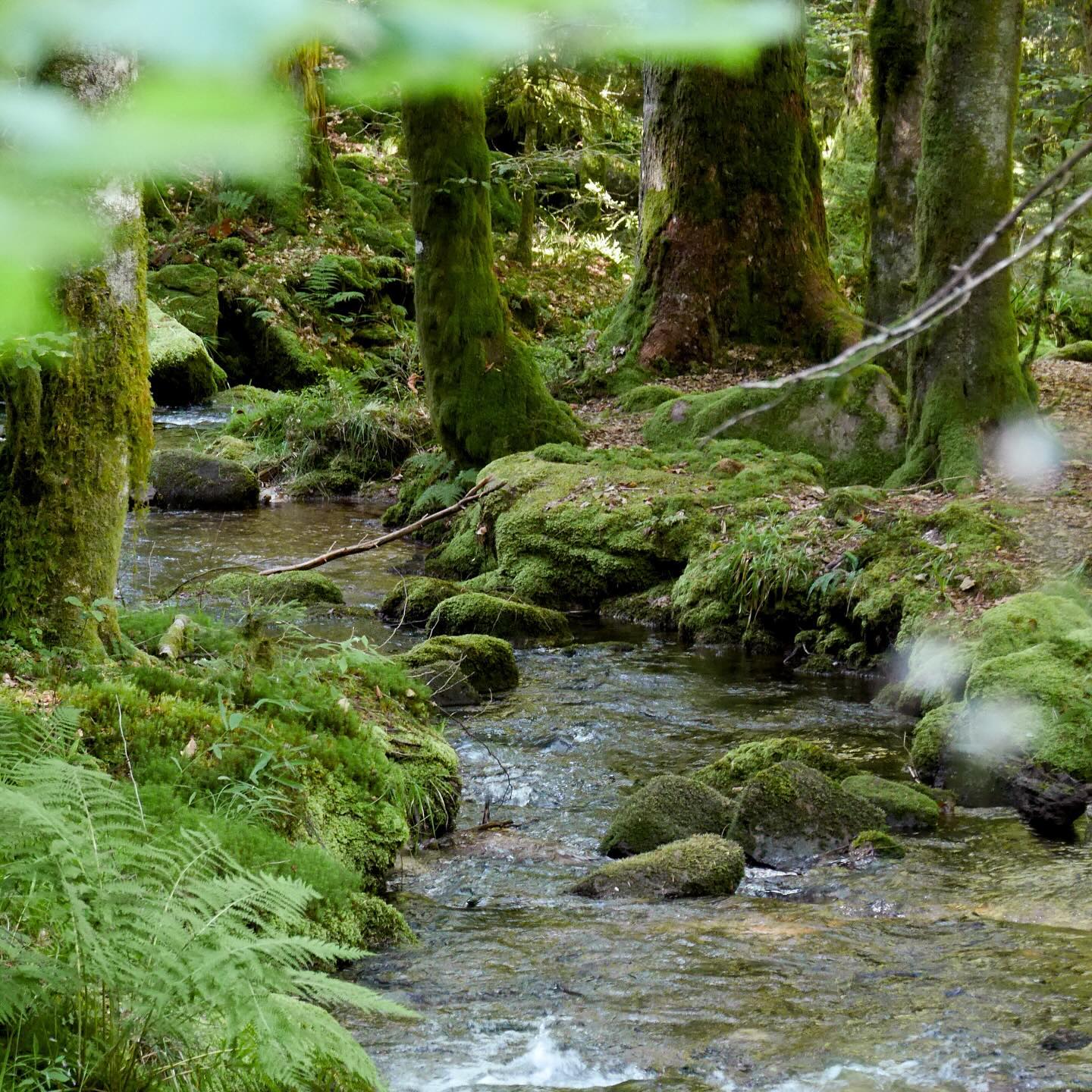 Full size image for Les Vosges