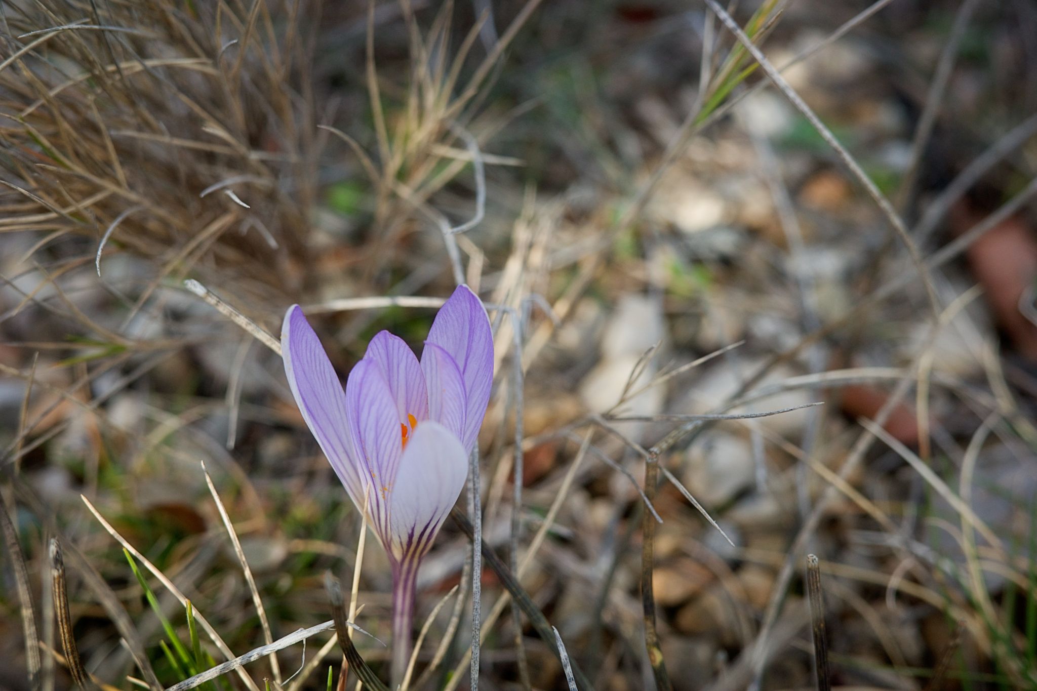 Preview image for Montbrun-les-Bains