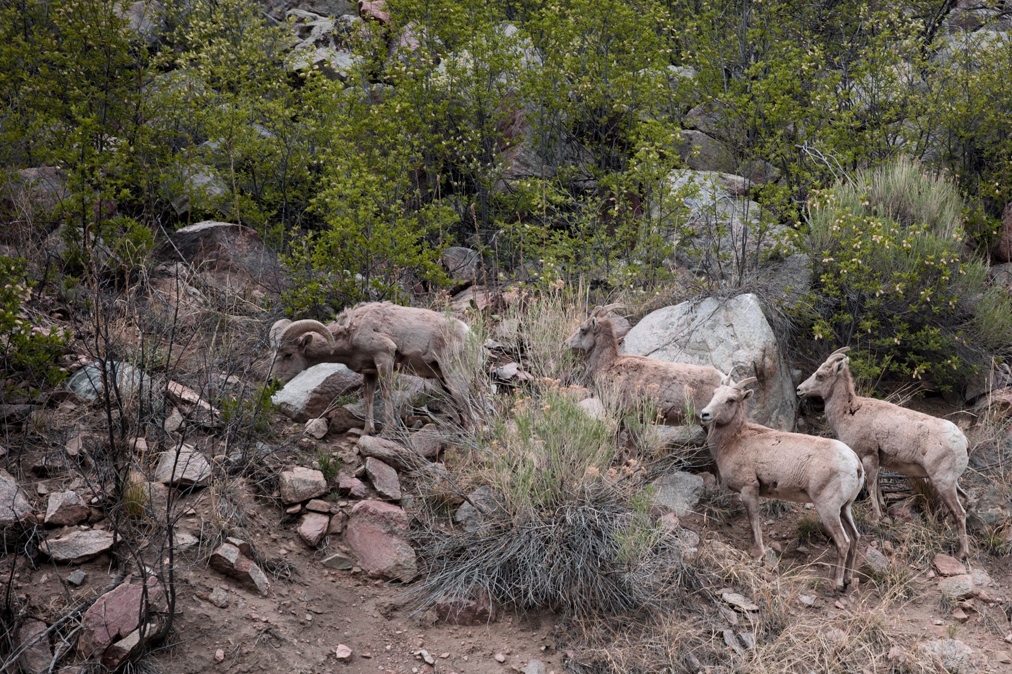 Preview image for Rist - Pennock - Poudre