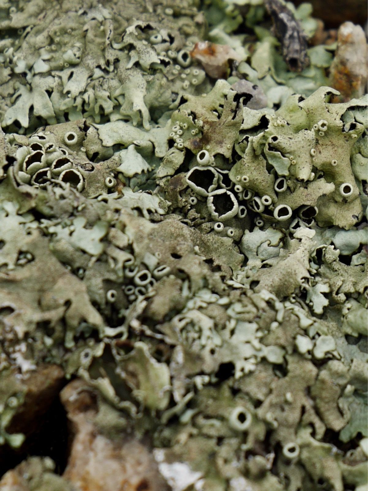 Preview image for Banyoles to Perpignan