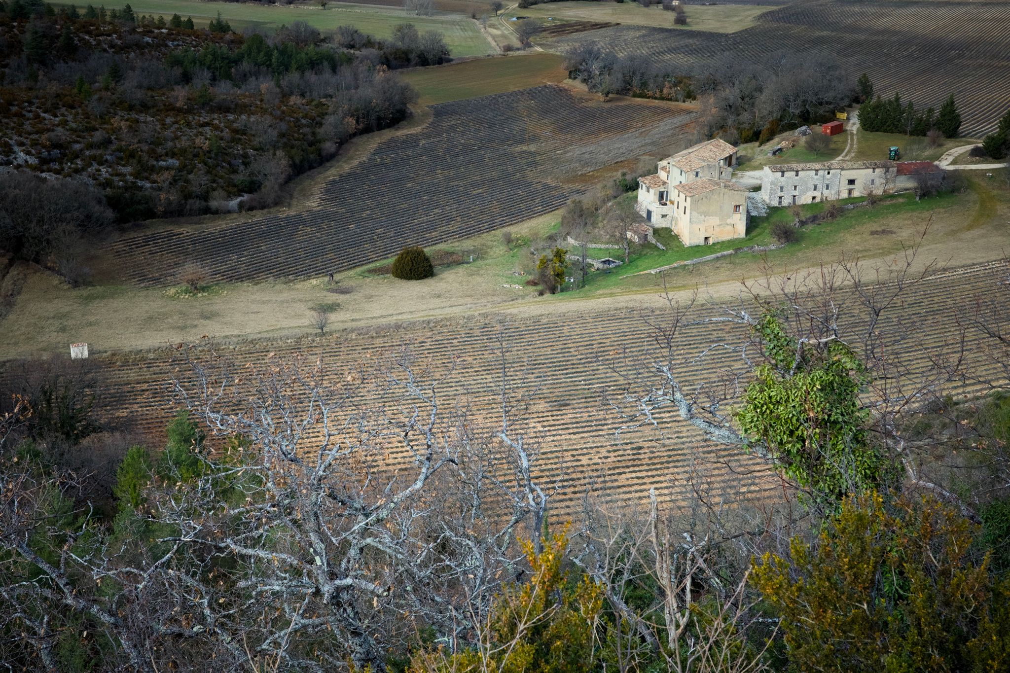 Preview image for Mistletoe, Lavender