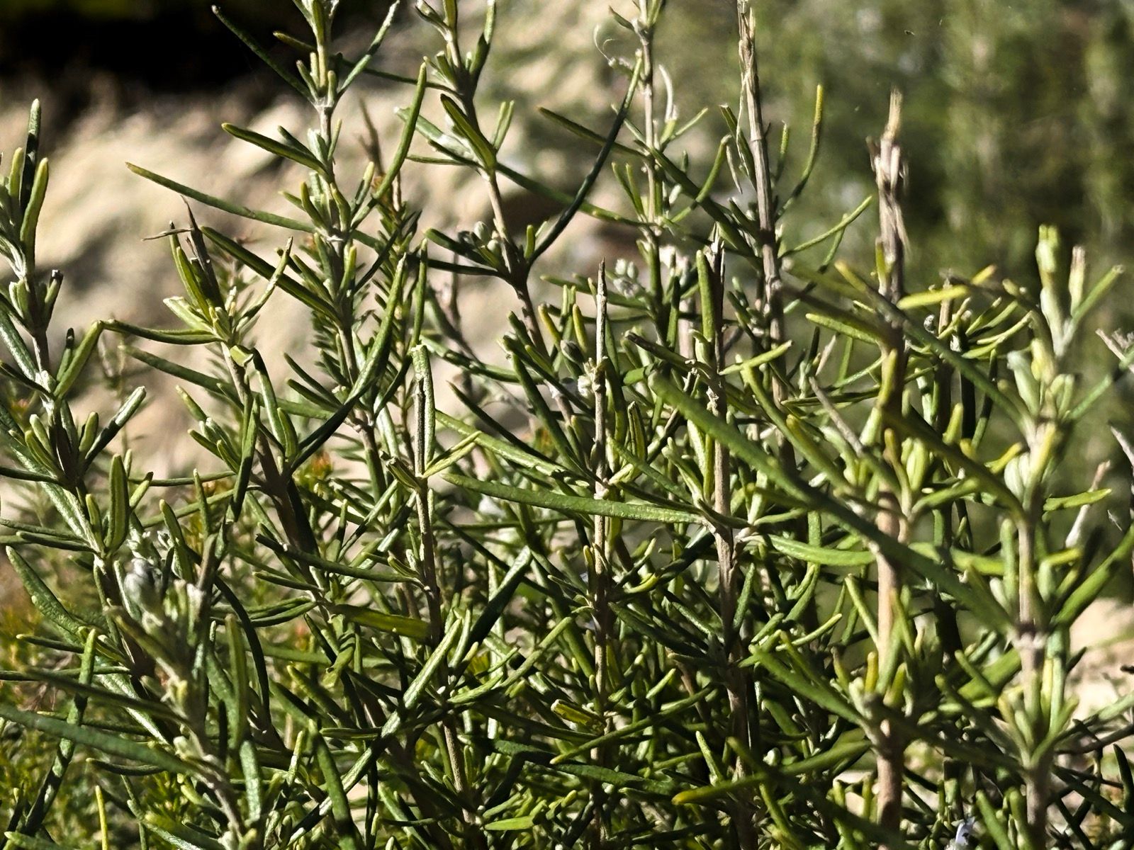 Preview image for El Mont.