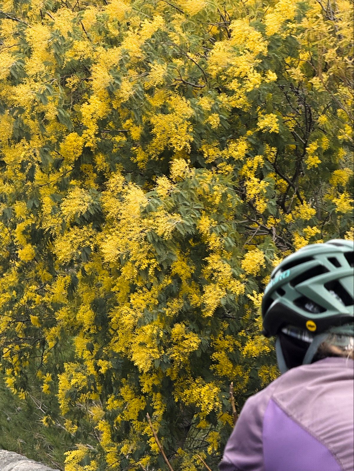 Preview image for Perpignan to Beziers.