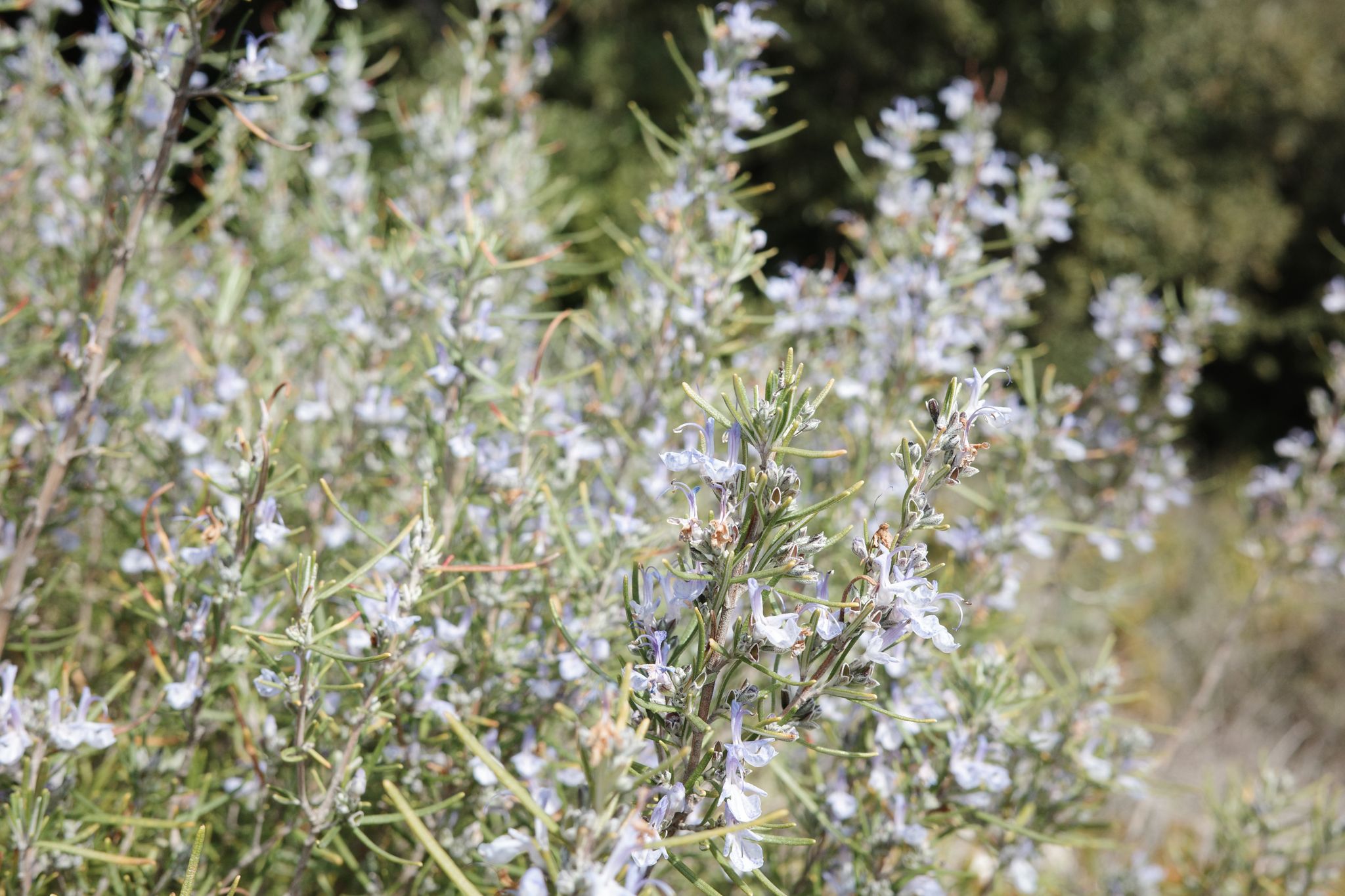 Preview image for Northern Luberon