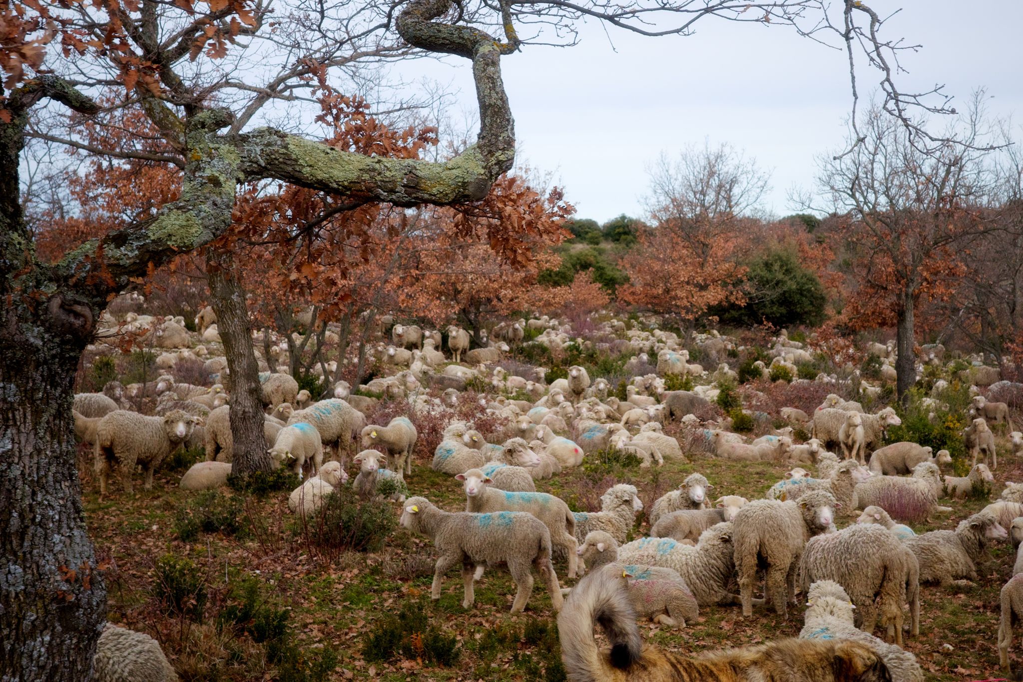 Full size image for Luberon. Murs. Rain.